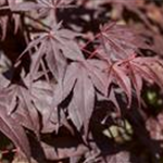 Acer palmatum 'Bloodgood'