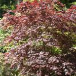 Acer palmatum 'Bloodgood'