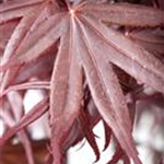 Acer palmatum 'Bloodgood'