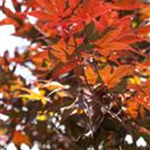 Acer palmatum 'Bloodgood'