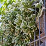 Euonymus fortunei 'Emerald Gaiety'