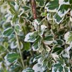 Euonymus fortunei 'Emerald Gaiety'