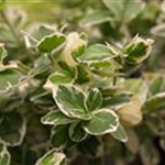 Euonymus fortunei 'Emerald Gaiety'