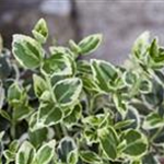 Euonymus fortunei 'Emerald Gaiety'