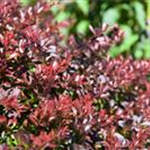 Berberis thunbergii 'Atropurpurea Nana'