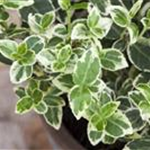 Euonymus fortunei 'Emerald Gaiety'