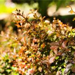 Berberis thunbergii 'Atropurpurea Nana'