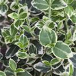 Euonymus fortunei 'Emerald Gaiety'