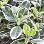 Euonymus fortunei 'Emerald Gaiety'