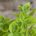 Euonymus fortunei 'Emerald´n Gold'