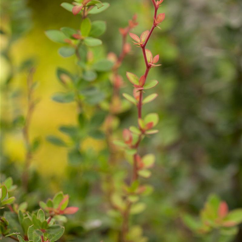 Berberis buxifolia 'Nana'