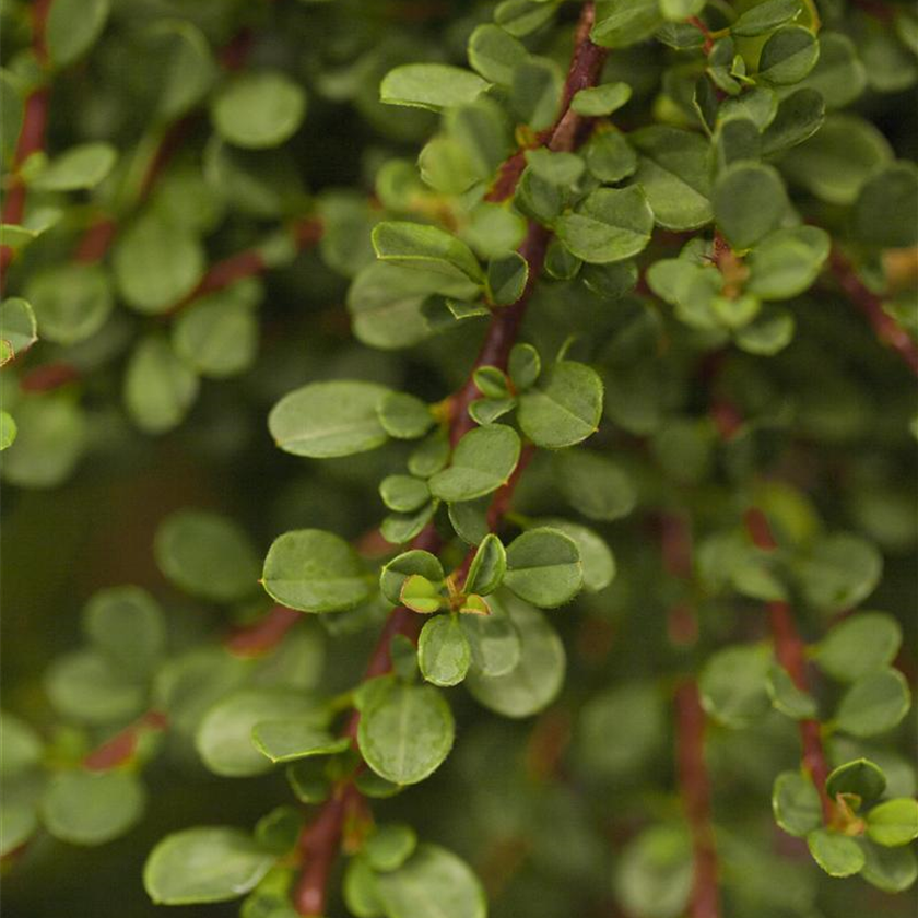 Cotoneaster microphyllus 'Cochleatus'