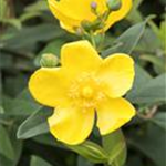 Hypericum patulum 'Hidcote'