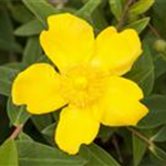 Hypericum patulum 'Hidcote'