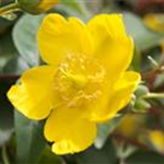 Hypericum patulum 'Hidcote'