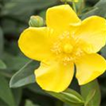 Hypericum patulum 'Hidcote'