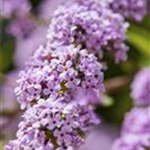 Buddleja alternifolia