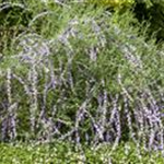 Buddleja alternifolia