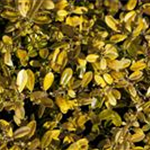 Ilex crenata 'Golden Gem'