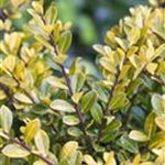 Ilex crenata 'Golden Gem'