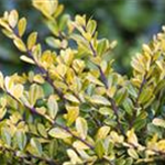 Ilex crenata 'Golden Gem'