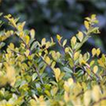 Ilex crenata 'Golden Gem'