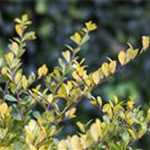 Ilex crenata 'Golden Gem'