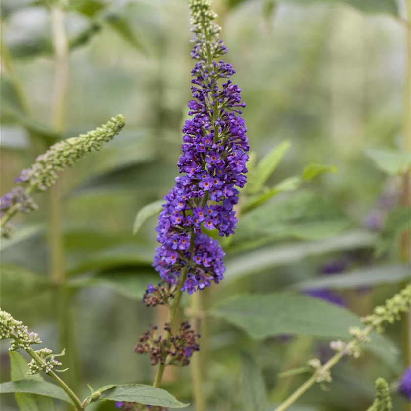 Buddleja davidii 'Empire Blue'