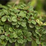 Cotoneaster dammeri 'Eichholz'