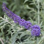 Buddleja davidii