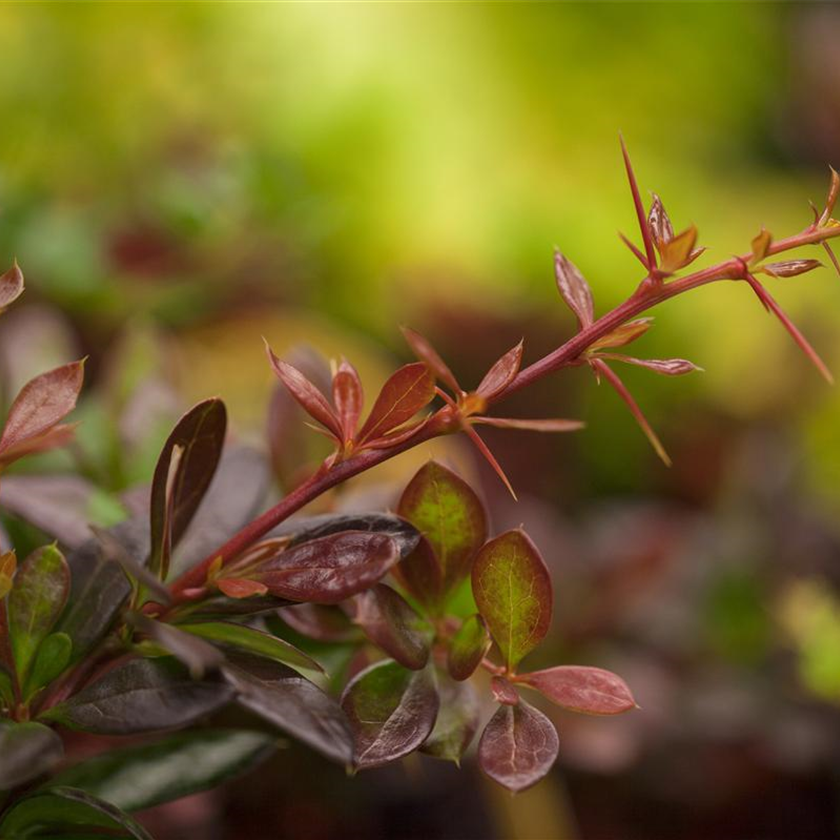 Berberis x media 'Red Juwel'