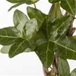 Hedera helix