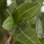 Hedera helix