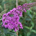 Buddleja davidii 'Pink Delight'