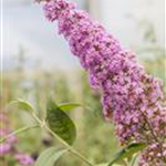 Buddleja davidii