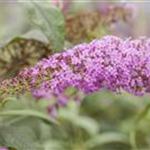 Buddleja davidii