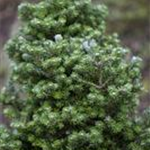 Abies koreana 'Silberzwerg'