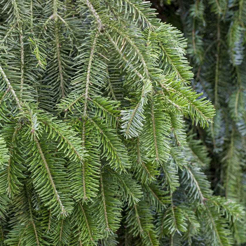 Abies alba 'Pendula'