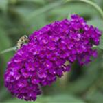 Buddleja davidii 'Royal Red'