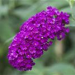 Buddleja davidii 'Royal Red'