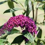 Buddleja davidii 'Royal Red'