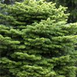 Abies nordmanniana 'Golden Spreader'