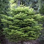 Abies nordmanniana 'Golden Spreader'