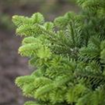 Abies nordmanniana 'Golden Spreader'