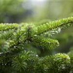 Abies nordmanniana 'Golden Spreader'