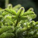 Abies nordmanniana 'Golden Spreader'