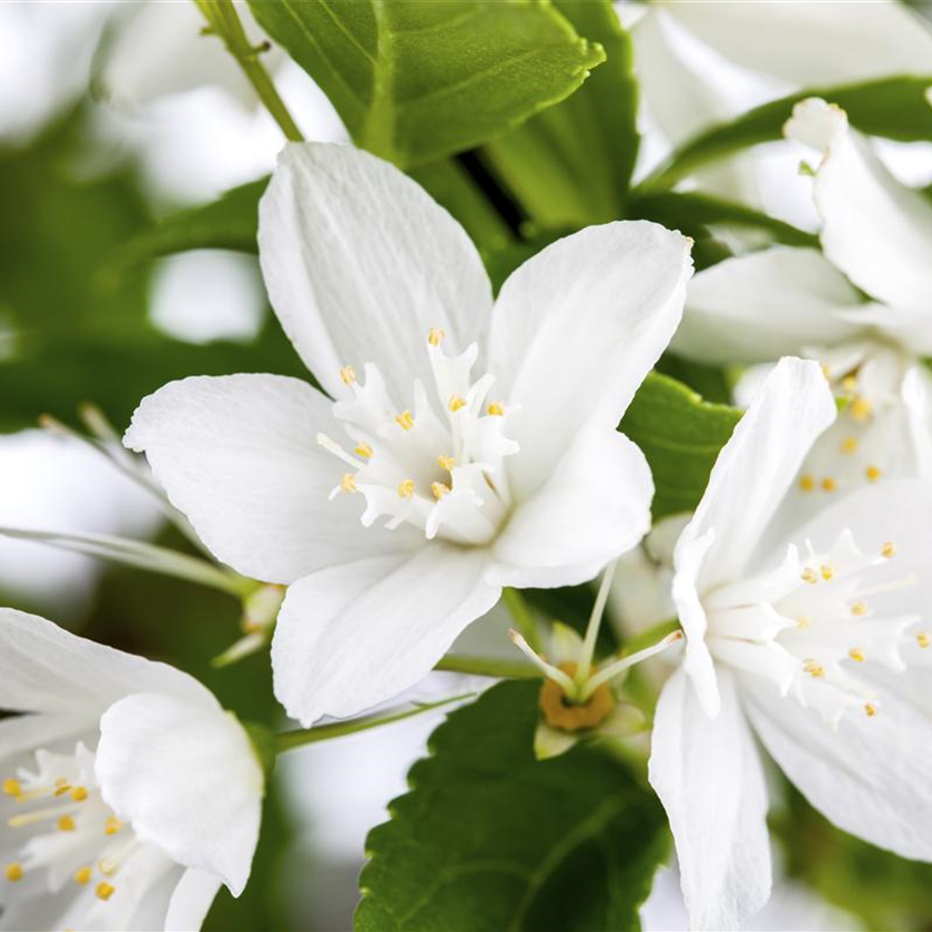 Deutzia gracilis