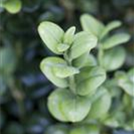 Buxus sempervirens