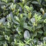 Buxus sempervirens