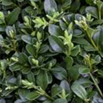 Buxus sempervirens